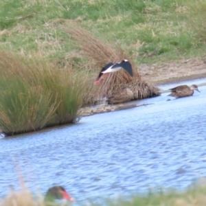 Himantopus leucocephalus at Fyshwick, ACT - 19 Aug 2023 10:52 AM