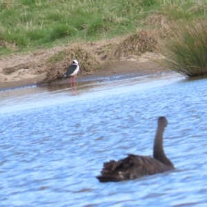 Himantopus leucocephalus at Fyshwick, ACT - 19 Aug 2023