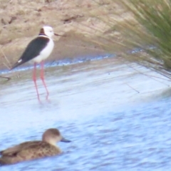 Himantopus leucocephalus at Fyshwick, ACT - 19 Aug 2023