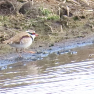 Charadrius melanops at Fyshwick, ACT - 19 Aug 2023 10:58 AM