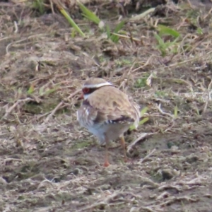 Charadrius melanops at Fyshwick, ACT - 19 Aug 2023 10:58 AM