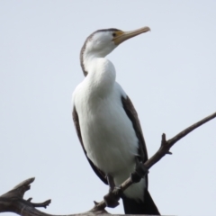 Phalacrocorax varius (Pied Cormorant) at Belconnen, ACT - 19 Aug 2023 by BenW