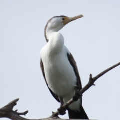 Phalacrocorax varius (Pied Cormorant) at Belconnen, ACT - 19 Aug 2023 by TomW