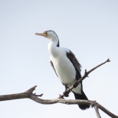 Phalacrocorax varius at Belconnen, ACT - 19 Aug 2023 12:01 PM