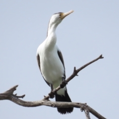 Phalacrocorax varius at Belconnen, ACT - 19 Aug 2023