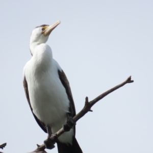 Phalacrocorax varius at Belconnen, ACT - 19 Aug 2023 12:01 PM