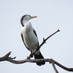 Phalacrocorax varius at Belconnen, ACT - 19 Aug 2023 12:01 PM