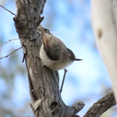 Daphoenositta chrysoptera (Varied Sittella) at Majura, ACT - 19 Aug 2023 by TomW