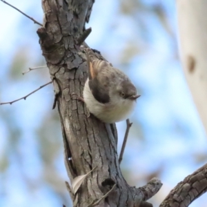 Daphoenositta chrysoptera at Majura, ACT - 19 Aug 2023 12:43 PM