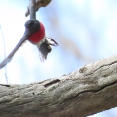 Petroica rosea (Rose Robin) at Mount Ainslie - 19 Aug 2023 by BenW