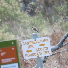 Petroica phoenicea (Flame Robin) at Mount Ainslie - 19 Aug 2023 by BenW