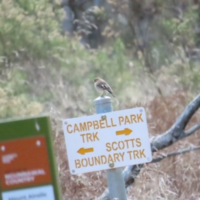 Petroica phoenicea (Flame Robin) at Majura, ACT - 19 Aug 2023 by BenW