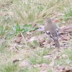 Petroica phoenicea at Majura, ACT - 19 Aug 2023 01:12 PM