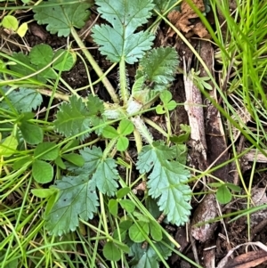 Erodium botrys at Higgins, ACT - 19 Aug 2023 04:24 PM