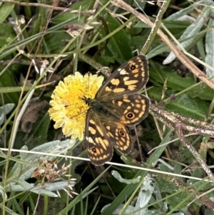 Oreixenica correae at Charlotte Pass, NSW - 15 Mar 2023