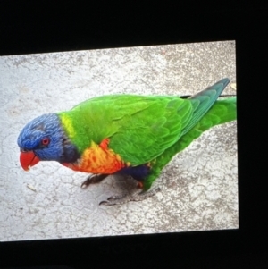 Trichoglossus moluccanus at Aranda, ACT - suppressed