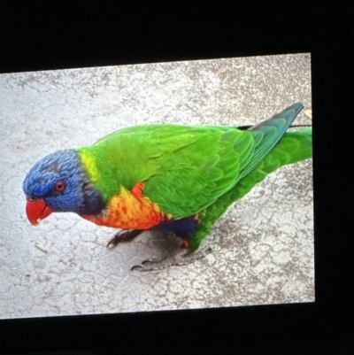 Trichoglossus moluccanus (Rainbow Lorikeet) at Aranda, ACT - 17 Aug 2023 by lbradley