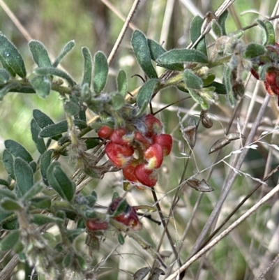 Grevillea alpina (Mountain Grevillea / Cat's Claws Grevillea) at Aranda Bushland - 19 Aug 2023 by lbradley
