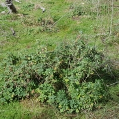 Marrubium vulgare (Horehound) at Mount Majura - 15 Aug 2023 by HappyWanderer