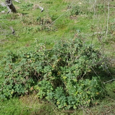 Marrubium vulgare (Horehound) at Mount Majura - 15 Aug 2023 by HappyWanderer