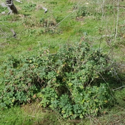 Marrubium vulgare (Horehound) at Majura, ACT - 15 Aug 2023 by HappyWanderer