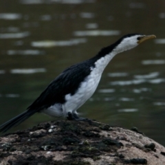 Microcarbo melanoleucos (Little Pied Cormorant) at Rutherglen, VIC - 12 Aug 2023 by PaulF