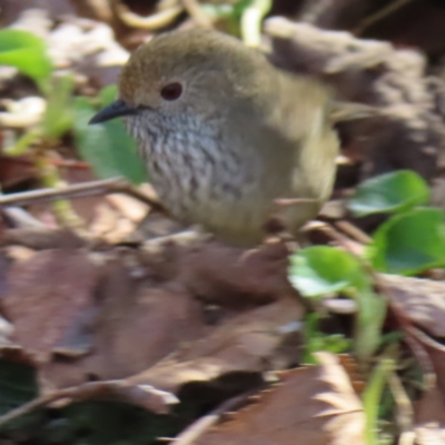 Acanthiza pusilla (Brown Thornbill) at Braidwood, NSW - 19 Aug 2023 by MatthewFrawley