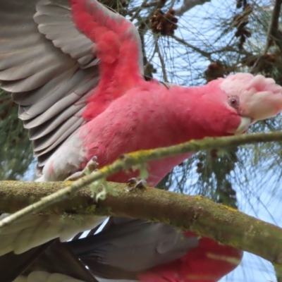 Eolophus roseicapilla (Galah) at QPRC LGA - 19 Aug 2023 by MatthewFrawley