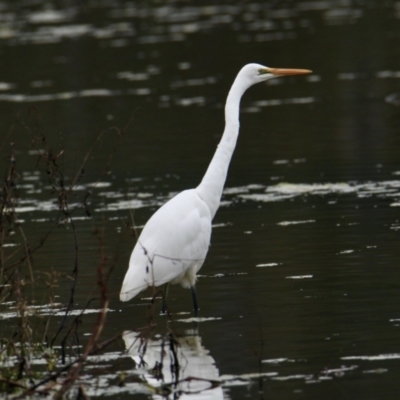 Ardea alba (Great Egret) at Rutherglen, VIC - 12 Aug 2023 by PaulF