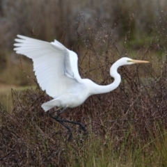 Ardea alba at Rutherglen, VIC - 12 Aug 2023 02:20 PM