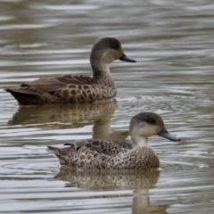 Anas gracilis (Grey Teal) at Rutherglen, VIC - 12 Aug 2023 by PaulF