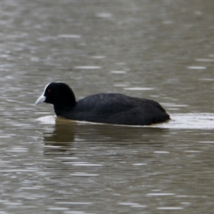 Fulica atra at Rutherglen, VIC - 12 Aug 2023