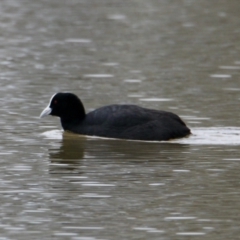 Fulica atra (Eurasian Coot) at Rutherglen, VIC - 12 Aug 2023 by PaulF