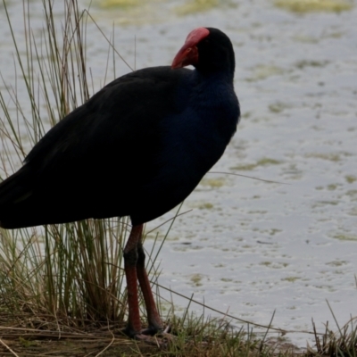 Porphyrio melanotus (Australasian Swamphen) at Rutherglen, VIC - 12 Aug 2023 by PaulF