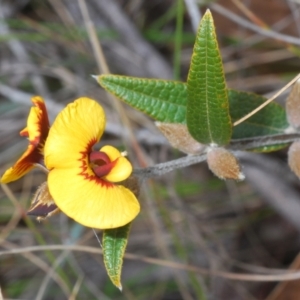 Mirbelia platylobioides at Oallen, NSW - 18 Aug 2023 01:28 PM