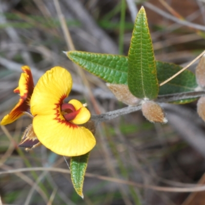 Mirbelia platylobioides (Large-flowered Mirbelia) at Oallen, NSW - 18 Aug 2023 by Harrisi