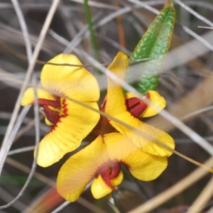 Mirbelia platylobioides at Oallen, NSW - 18 Aug 2023 01:28 PM