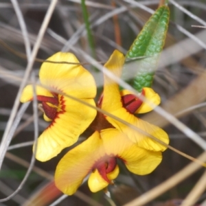 Mirbelia platylobioides at Oallen, NSW - 18 Aug 2023