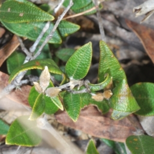 Mirbelia platylobioides at Oallen, NSW - 18 Aug 2023