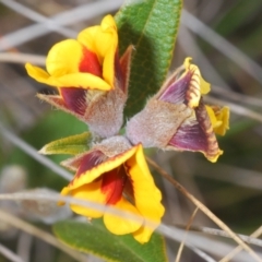 Mirbelia platylobioides at Oallen, NSW - 18 Aug 2023