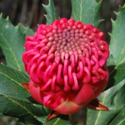Telopea speciosissima (NSW Waratah) at Jervis Bay National Park - 19 Aug 2023 by Harrisi