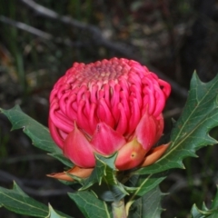 Telopea speciosissima at Hyams Beach, NSW - suppressed