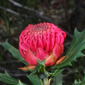 Telopea speciosissima at Hyams Beach, NSW - 19 Aug 2023