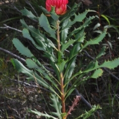 Telopea speciosissima at Hyams Beach, NSW - suppressed