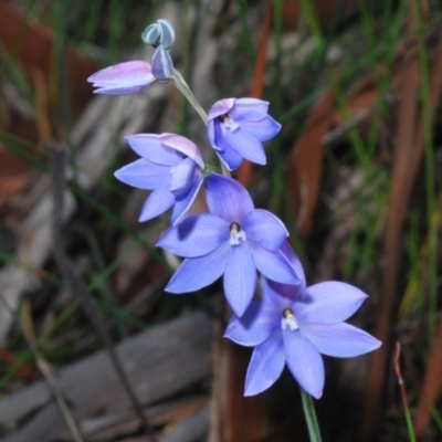 Thelymitra ixioides (Dotted Sun Orchid) at Jervis Bay National Park - 19 Aug 2023 by Harrisi