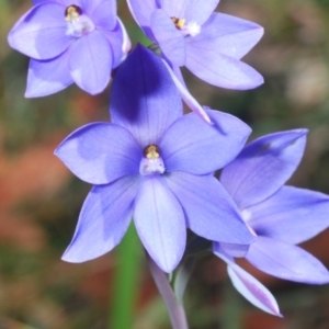 Thelymitra ixioides at Hyams Beach, NSW - 19 Aug 2023