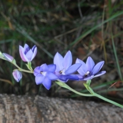 Thelymitra ixioides at Hyams Beach, NSW - 19 Aug 2023