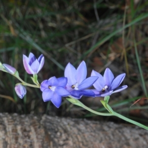 Thelymitra ixioides at Hyams Beach, NSW - 19 Aug 2023