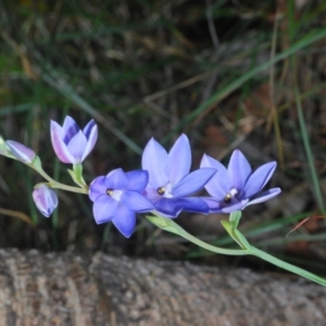 Thelymitra ixioides at Hyams Beach, NSW - suppressed