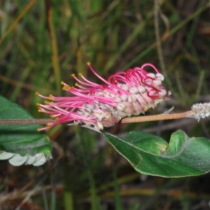 Grevillea macleayana at Hyams Beach, NSW - 19 Aug 2023 01:35 PM